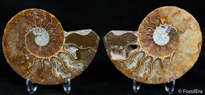 Beautiful Inch Split Ammonite Pair #2384